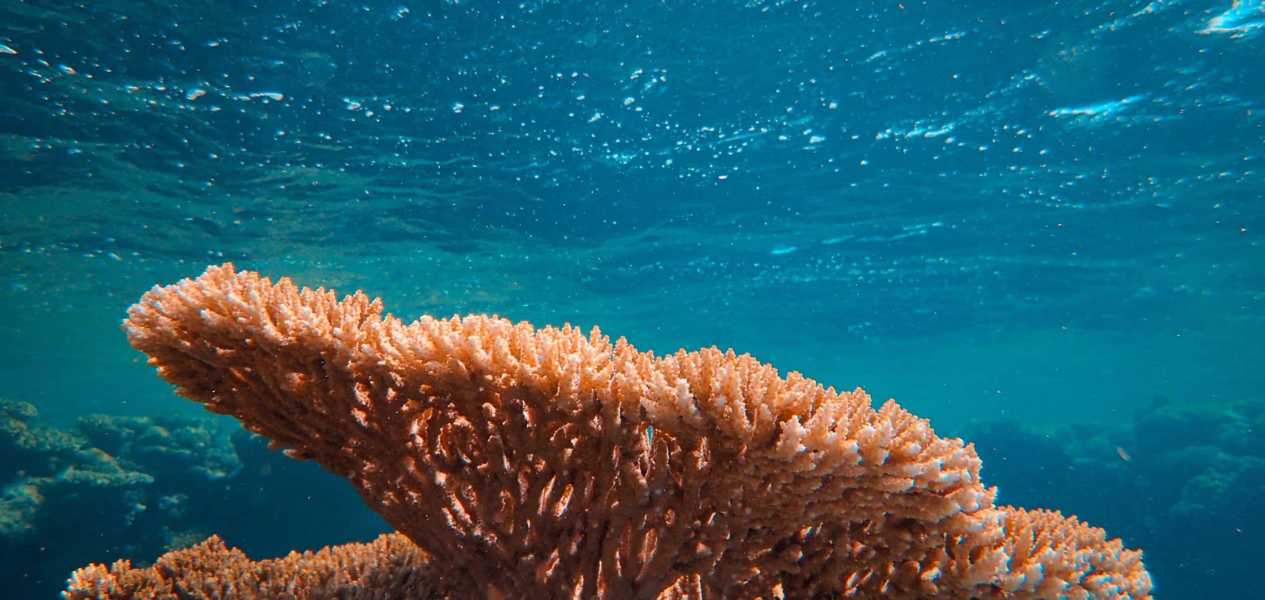 corail guardian